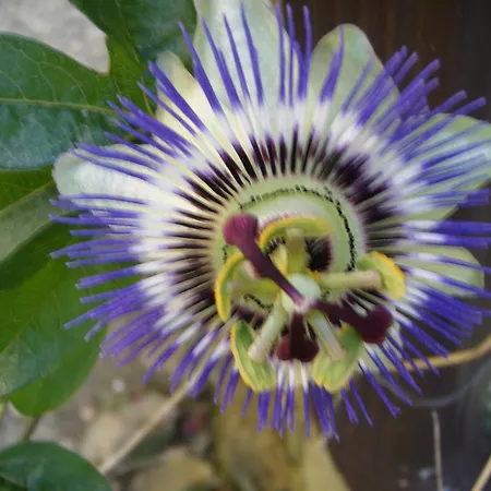 Agro-turismo Quinta Da Fonte Pensión